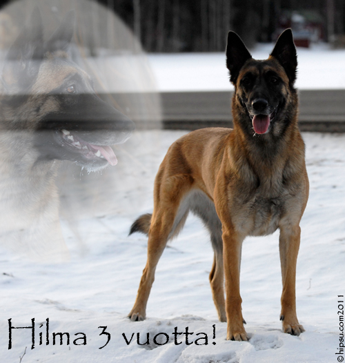 hilma3v