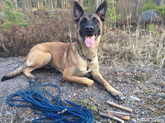 Hieman väsähtänyt jäljestäjä.. voimille taisi ottaa